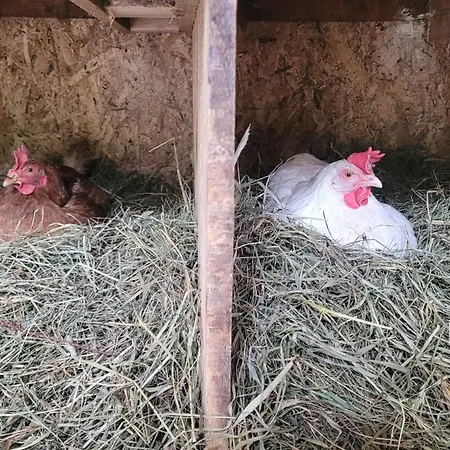 Southfork Farma Vsetice בית חווה בנסוב